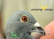 ˫ɰ�����ܳ����ۣ����ιھ���֤��ǿ�ƻ�Ӧ