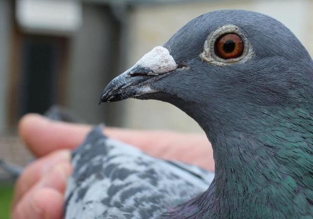 �Ͻ��±� �״β����ź������Ǿ�