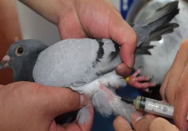 Ц��������֮֮��֮֮ ľ������֯