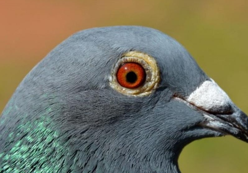 ���뷽���廨���� ����������˲�ǳ