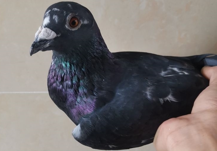 Ϊ�˸���ʧ����