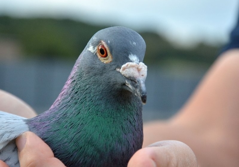 ��ǿ��ǿ ���Ͳ���