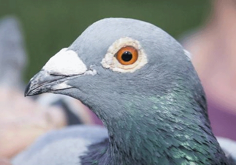 ���ӳ�ҩ���ӣ�������÷�������̭