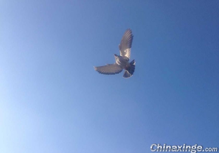 �Ͻ��±������� ������������������