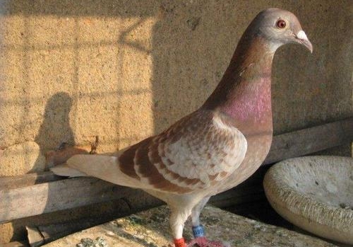 �����ܽ᣺��筸������ļ����ŵ�