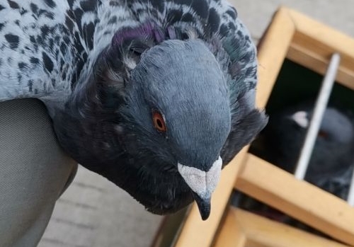 ���쵥��ѵ�� �������Ӷ�������