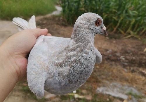 ����ѵ�� ��ѡ������ɫ����ѡ��