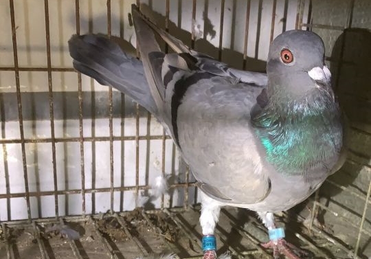 ������ �������˵����