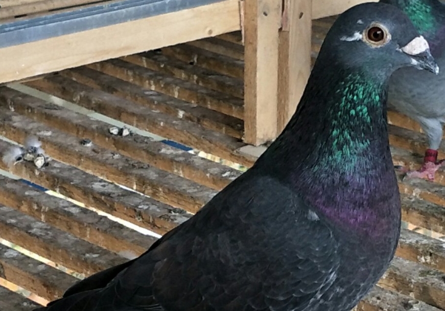 Ѫͳ�ٺ�Ҳ��ʵ������