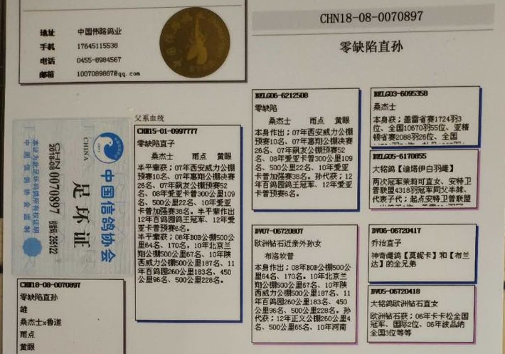 ��������Ѫͳ ֻ�����ǽ�������ɼ�