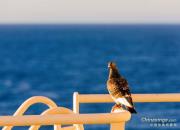 ������Ҳ������һ�������Ӱ��Ƭ����