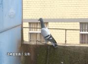 ��Ԫ���������û�ˣ�20��ֻ�����ж�