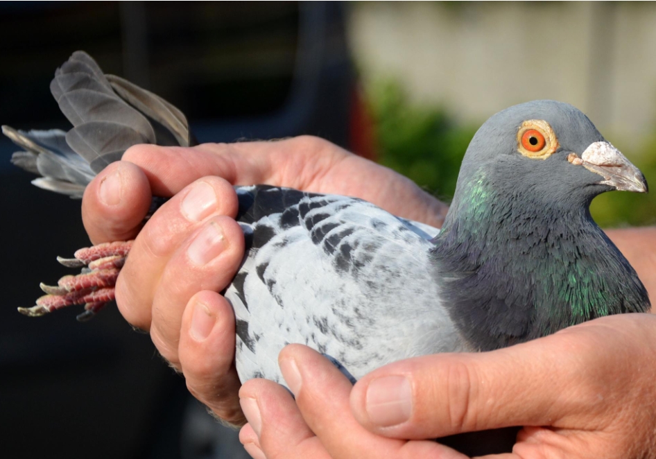 �߼��������ָ�������