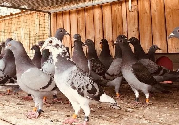 ������δ��ʼ ѡ�ָ�Ⱦ������