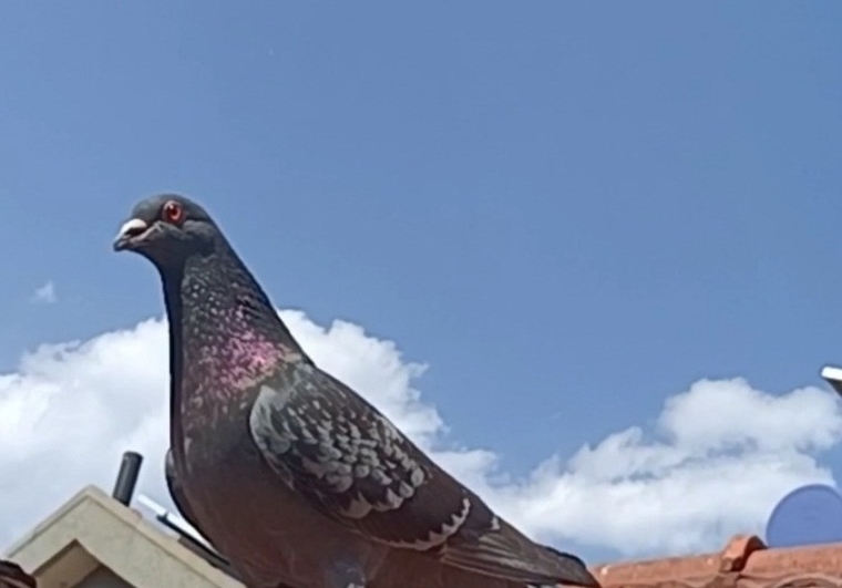 С���ɸ�λ ������ͷ��