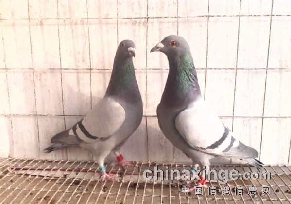 ��ȷ�Դ��ٹ�� ��սɳ��Ҳ�������¹�