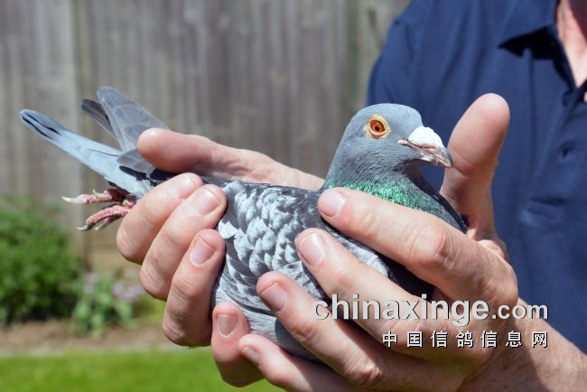 ʮֻŷ�������ܹھ� ���ܿ������ǵĳɹ��ؾ���