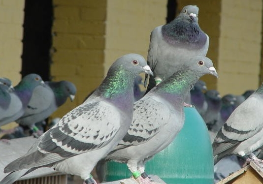 Ц������������������ٶ�