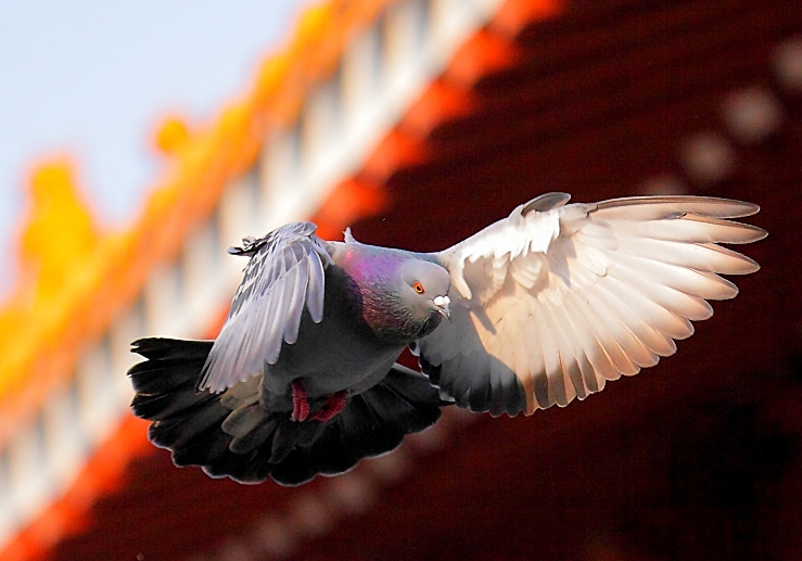 �鳲�ʵ���̫�����ǵĻ���