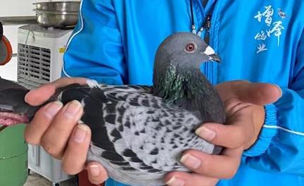 ����ʸ��� ʮ���Ŷ�����൱