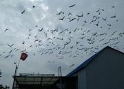 Ц��������һ���徲 ����ɳ�