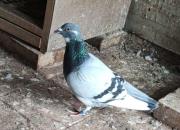 ���ս���ظ�һ����� ��ڹ鳲˲��