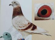 ����Ƭ�����������̸�����