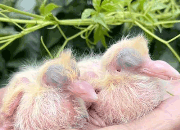 ��ɩ���Ϲ��Ը��Ӱ�������ٿ�����