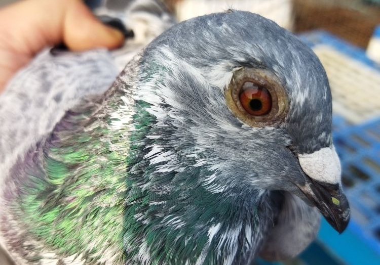 ������ø�ܶࣿ