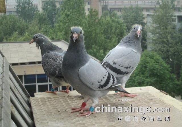 ��������ҷ��з��� �ײ⣡