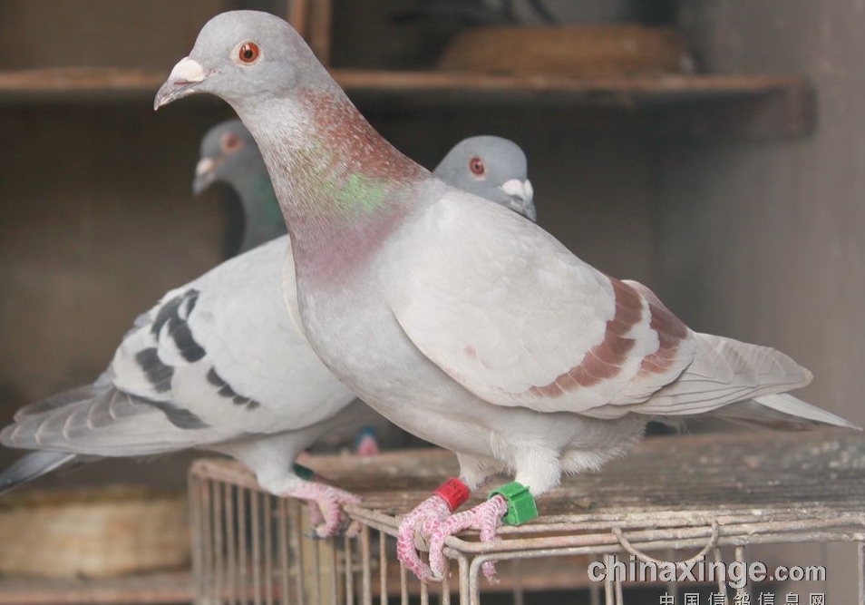 �������ϣ�������������С�Ʒɸ�λ