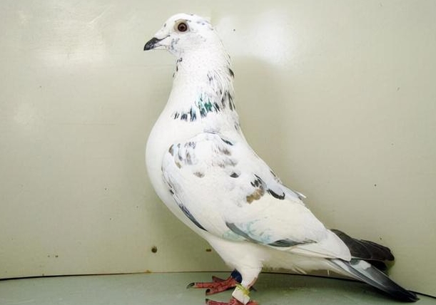 �����˽��и� ������ĥ��