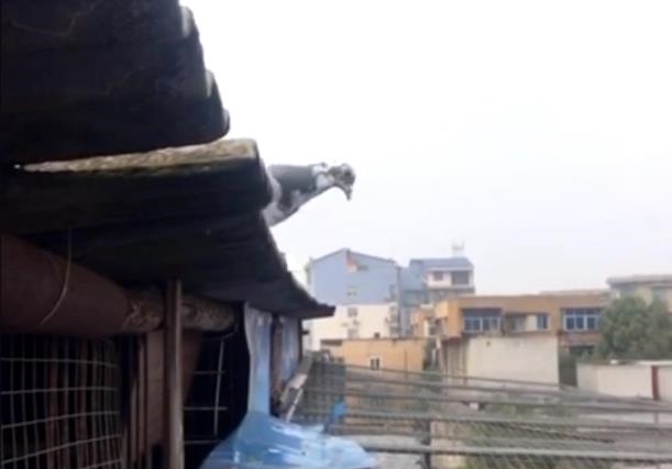 �����ڲ���� ն����