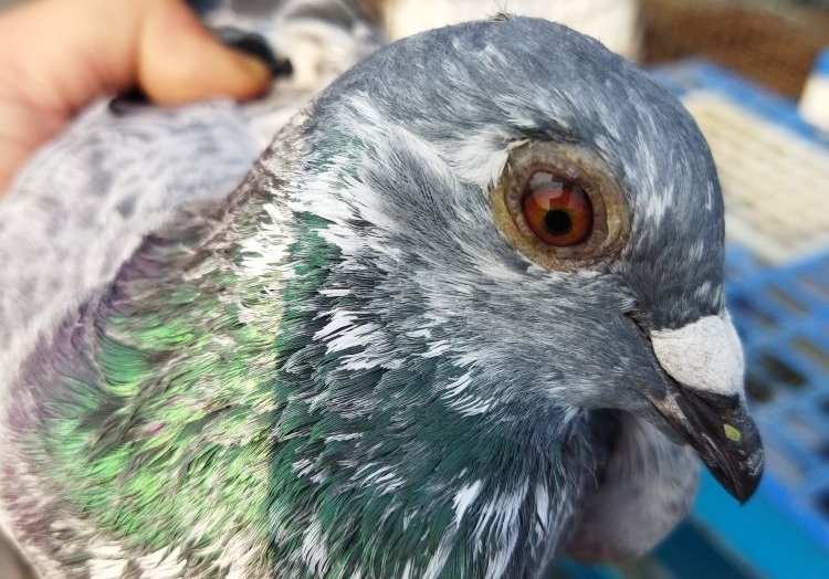 Ϊ����ĸ��ӻز�����