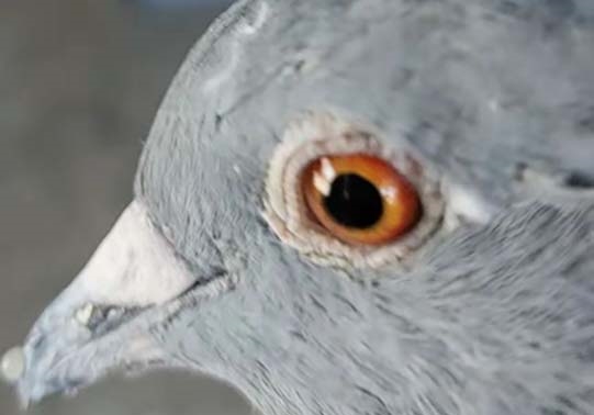 �߸����׸��ǧ����ھ� �վ�ȫʡ��Զ