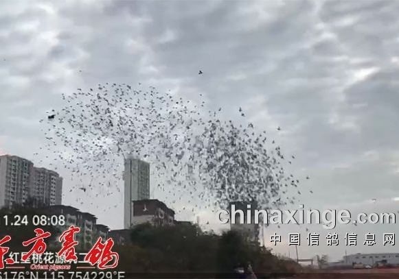 ����ɽ180�������������95.33%�߹鳲��