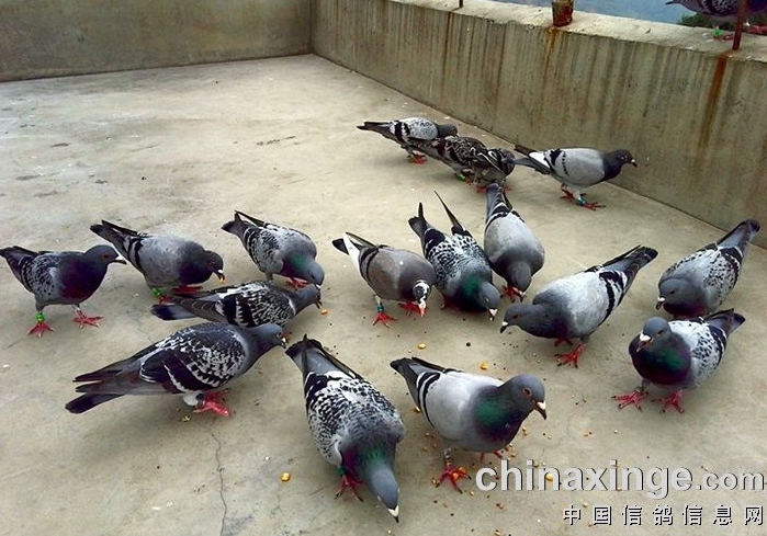 �Ĺ��ر��������� �����õĸ��ӽ�������