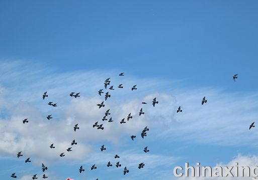�������ź� ������ͷ�鳲�˳�