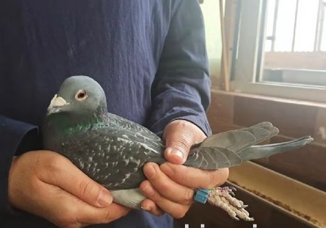 �ھ�����1526 ��̨����׹ع鳲����
