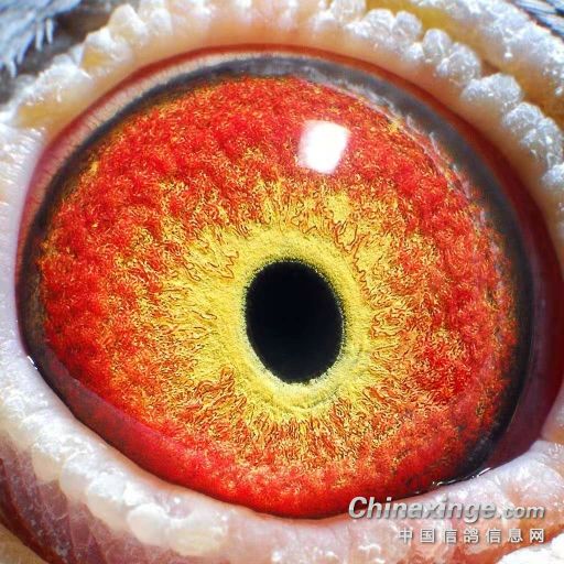 Ϊʲô���۷ɲ��ã�