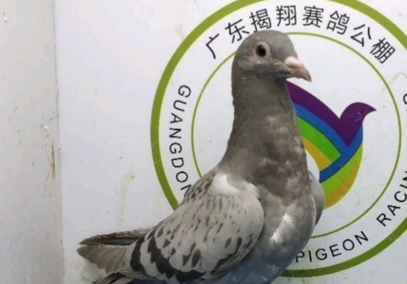 �����㲻���� �ɳ�������������