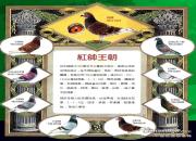 �ҿ���˧���ص���ɴ������˧��������Դ