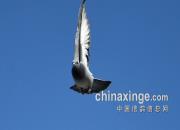 ���𻷵�����