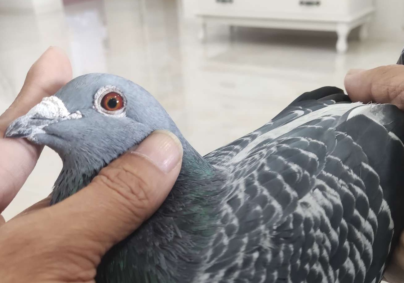 С����ֻ������ ȴ������ùڼ���