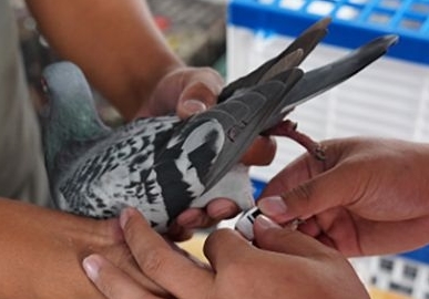 ���ۣ��������GPS�㻷��Ĺ�ƽ��