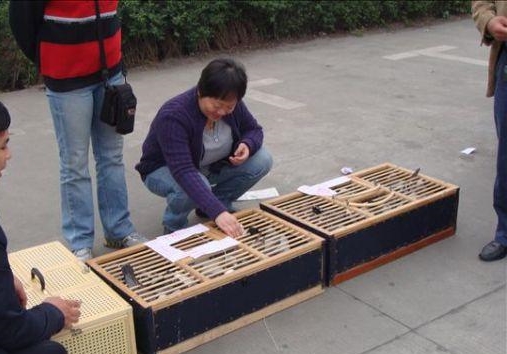 ��ǰ˽ѵ ��������鳲