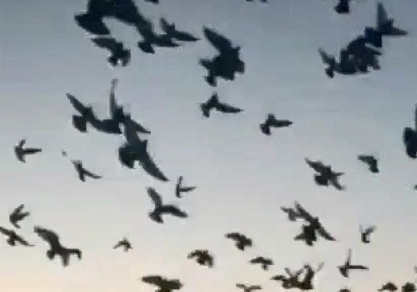 �����еĴ�ƽ�����400����鳲���ų�
