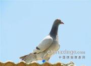 �����۷�