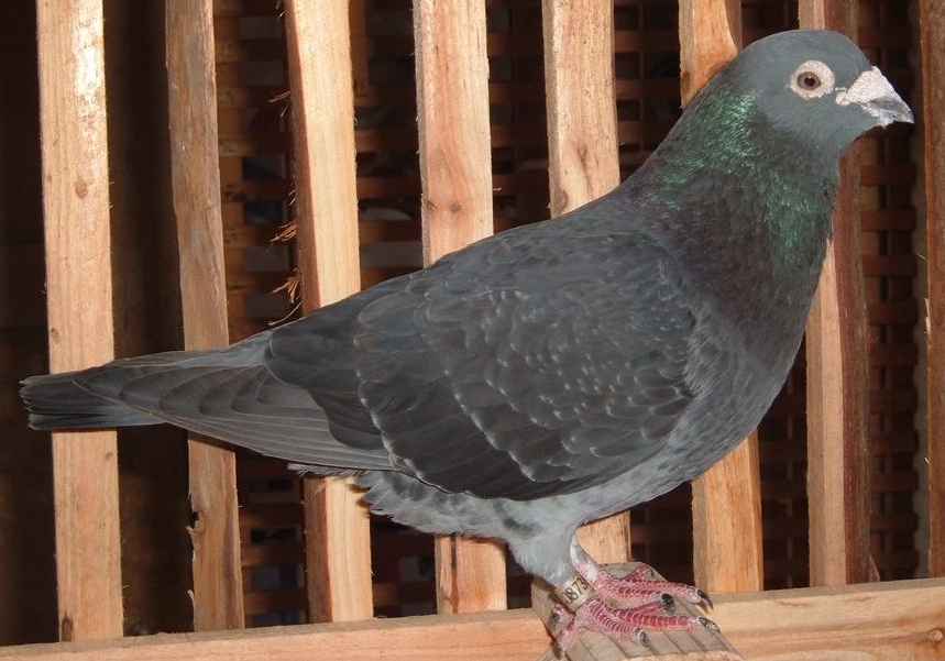 �¹�Ѫ���ִ������Ϲ�Ѫ�����кβ�ͬ��������