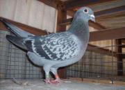 ��ʧ���أ�����������������ħ�� 